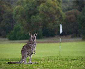 Anglesea Golf Club - New Castle Holiday 0