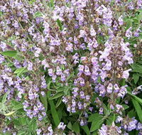 Otway Herbs - New Castle Holiday