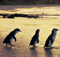 Phillip Island Nature Park - New Castle Holiday