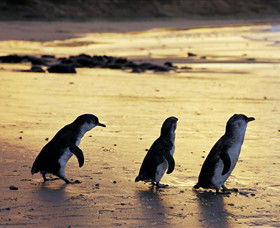 Phillip Island Nature Park - New Castle Holiday 0