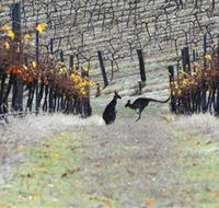 Blue Pyrenees Estate - New Castle Holiday