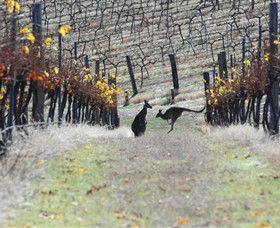 Blue Pyrenees Estate - New Castle Holiday 0
