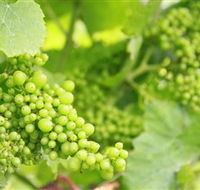 Waratah Hills Vineyard - New Castle Holiday