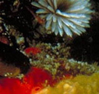 Point Cooke Marine Sanctuary - New Castle Holiday