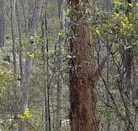 Heathcote-Graytown National Park - New Castle Holiday