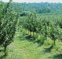 Pettys Orchard - New Castle Holiday