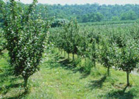 Pettys Orchard - New Castle Holiday 0