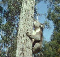 Creswick Regional Park - New Castle Holiday