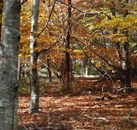 RJ Hamer Arboretum - New Castle Holiday