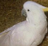 Plenty Gorge Park - New Castle Holiday