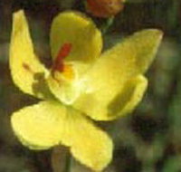 Langwarrin Flora and Fauna Reserve - New Castle Holiday