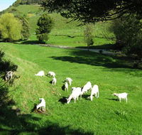 Goats of Gaia Soap - New Castle Holiday