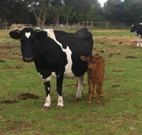 Animal Land Children's Farm - New Castle Holiday