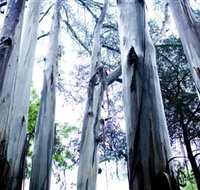 Dandenong Ranges National Park - New Castle Holiday