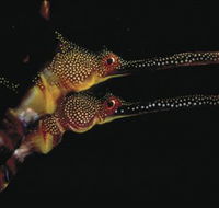 Eagle Rock Marine Sanctuary - New Castle Holiday