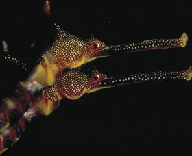 Eagle Rock Marine Sanctuary - New Castle Holiday 0