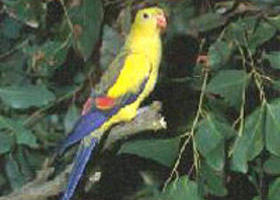 Lake Hindmarsh Reserve - New Castle Holiday 0