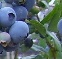 Tuckerberry Hill - New Castle Holiday