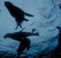 The Arches Marine Sanctuary - New Castle Holiday