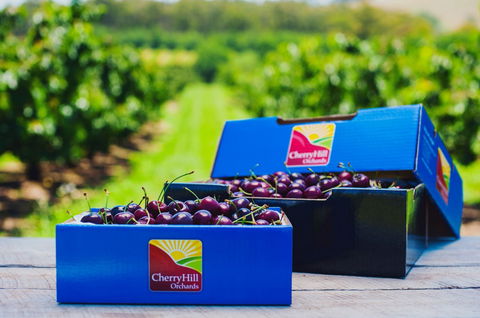 Cherryhill Orchards - New Castle Holiday 3