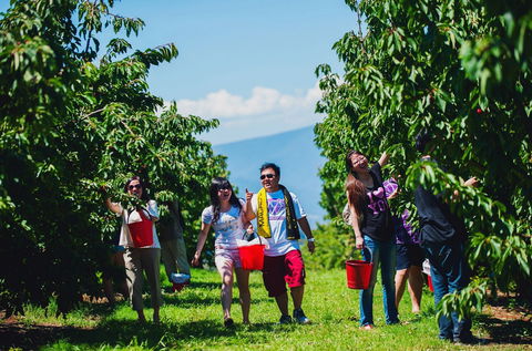 Cherryhill Orchards - New Castle Holiday 4