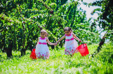 Cherryhill Orchards - New Castle Holiday 6