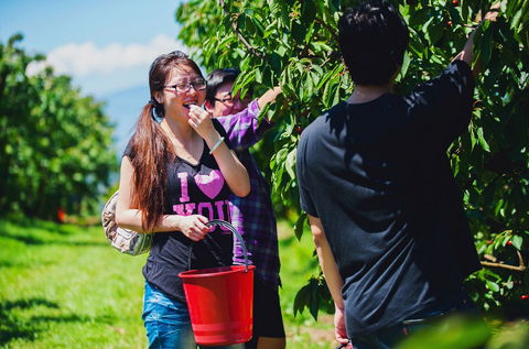 Cherryhill Orchards - New Castle Holiday 9