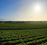 GREENSTONE VINEYARDS - New Castle Holiday