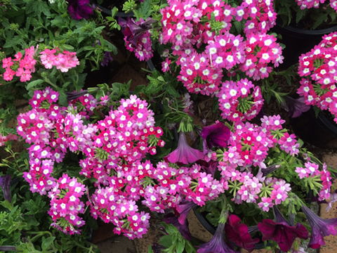 Main Street Market Mornington - New Castle Holiday 4