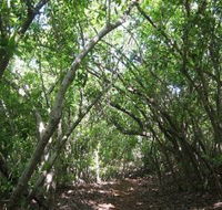 Eucalypt Trail - New Castle Holiday