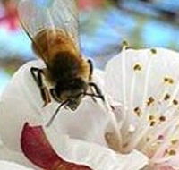 Clayridge Honey - New Castle Holiday