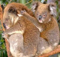 Shoalhaven Zoo - New Castle Holiday