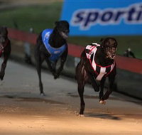 Dapto Dogs - New Castle Holiday