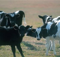 Bodalla Dairy Cheese Factory - New Castle Holiday