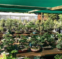 Bonsai at the Bay - New Castle Holiday