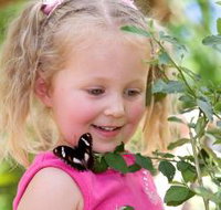 Coffs Harbour Butterfly House - New Castle Holiday