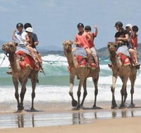 Camel Rides with Coffs Coast Camels - New Castle Holiday