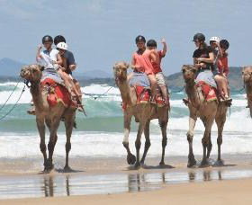 Camel Rides With Coffs Coast Camels - New Castle Holiday 0