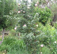 Tombstone Estate Vineyard - New Castle Holiday