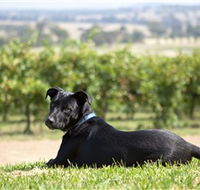 Moothi Estate Vineyard and Cellar Door - New Castle Holiday