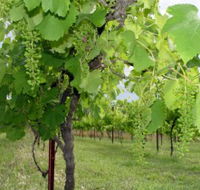 Holland Wines - New Castle Holiday