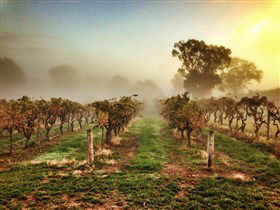 Lambert Estate Wines - New Castle Holiday 1