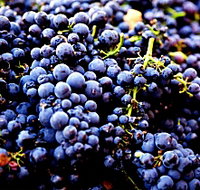 Nandroya Vineyard - New Castle Holiday