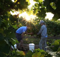 Oakdene Vineyards Restaurant and Cellar Door - New Castle Holiday