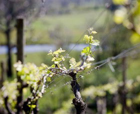 Stonier Wines - New Castle Holiday 0