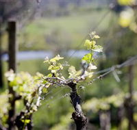 Mount Cole WineWorks - New Castle Holiday