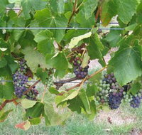 Dinny Goonan Wines - New Castle Holiday