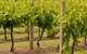 Mt Coghill Vineyard - thumb 0