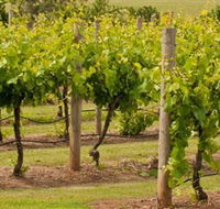 Mt Coghill Vineyard - New Castle Holiday