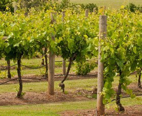 Mt Coghill Vineyard - New Castle Holiday 0